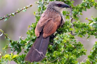 Centropus superciliosus - Weißbrauenkuckuck (Weißbrauen-Spornkuckuck, Tiputip)